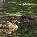 Hardhead (Left) in Freshwater Lakes. Rare visitor to Centenary Lakes オーストラリアメジロガモとマミジロカルガモ<br />Canon EOS 7DMK2 + EF300 F2.8L III + EF1.4xII
